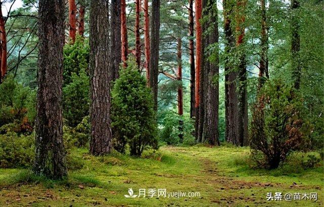 注意，苗木休眠期不僅只有冬天(圖1)