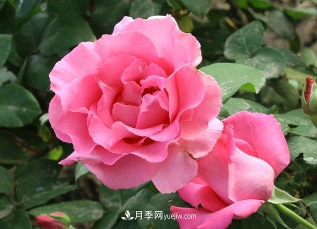 月季花養(yǎng)好了季季開花，花量可喜長得好看，有院子一定養(yǎng)幾株(圖1)