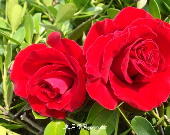 月季花養(yǎng)好了季季開花，花量可喜長得好看，有院子一定養(yǎng)幾株(圖2)