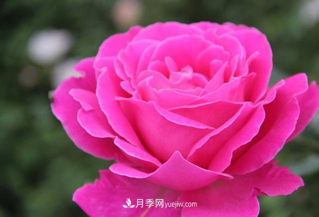 月季花養(yǎng)好了季季開花，花量可喜長得好看，有院子一定養(yǎng)幾株(圖3)