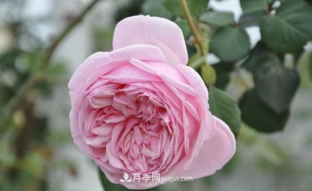 月季花這樣養(yǎng)，記住這些訣竅，開花紅艷艷(圖2)