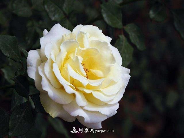 冬天的月季花居然被凍死了，這樣養(yǎng)錯(cuò)不了，家里沒蟲患開花多(圖1)