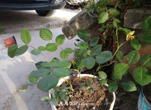 冬天的月季花居然被凍死了，這樣養(yǎng)錯(cuò)不了，家里沒蟲患開花多(圖2)