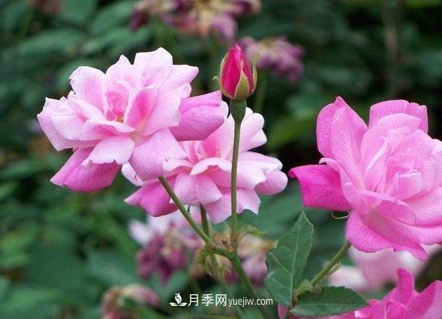 冬天的月季花居然被凍死了，這樣養(yǎng)錯(cuò)不了，家里沒蟲患開花多(圖3)
