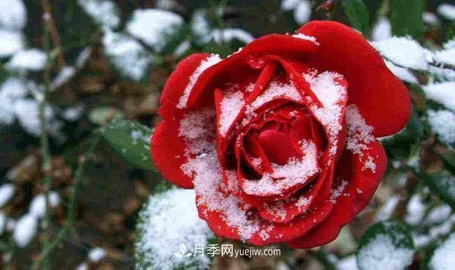 月季花冬天怎么施肥？“水溶肥”管用嗎？(圖1)