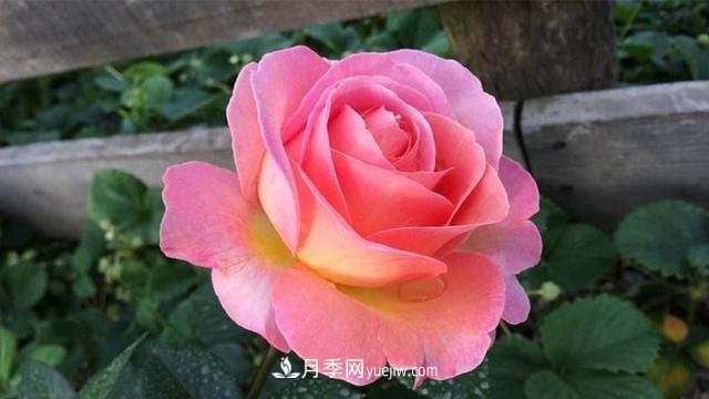 學(xué)會(huì)月季花具體養(yǎng)護(hù)技巧，不怕黃葉，開(kāi)花多了不少(圖1)