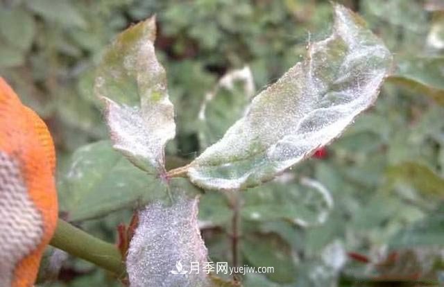 月季得了白粉病怎么辦？這些方法防治有效(圖1)