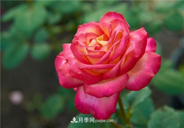月季花到了冬天也不能松懈，做好這幾點，開花量增加不少(圖1)