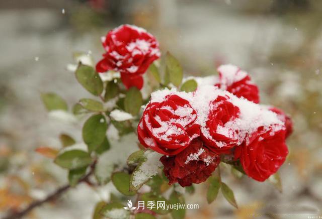被雪中的月季花所震撼，傲然開放，芳香依舊！(圖1)