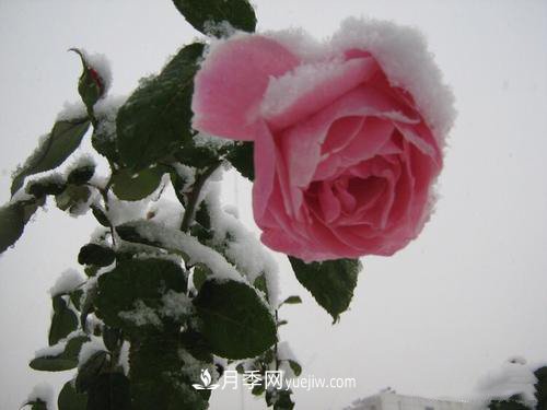 被雪中的月季花所震撼，傲然開放，芳香依舊！(圖3)