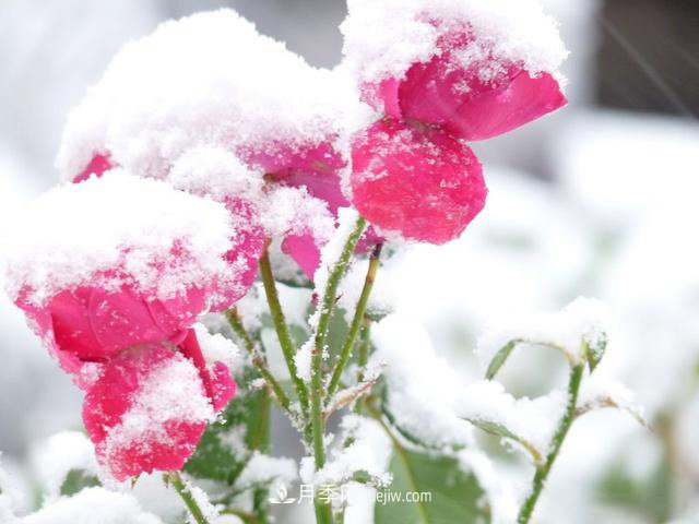 被雪中的月季花所震撼，傲然開放，芳香依舊！(圖2)