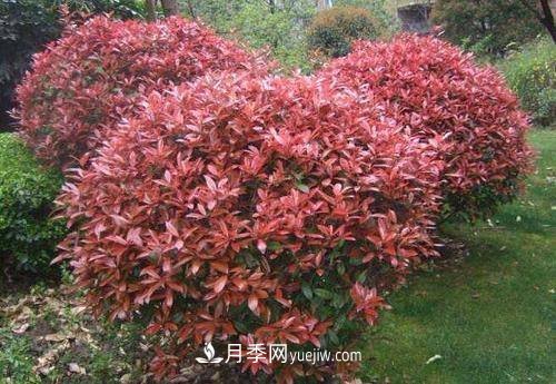 常用綠化苗木國槐和白蠟價(jià)格分析(圖1)