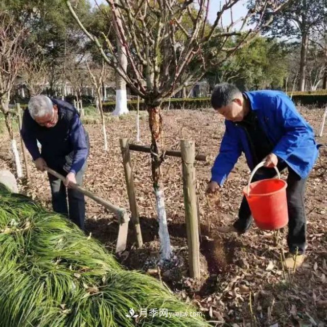 杭州月季“修養(yǎng)身息”，來(lái)年春天更加明艷(圖3)