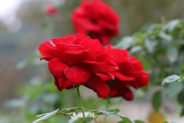 杭州月季“修養(yǎng)身息”，來(lái)年春天更加明艷(圖1)