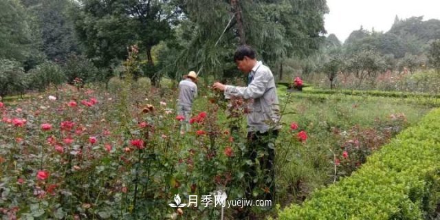 杭州月季“修養(yǎng)身息”，來(lái)年春天更加明艷(圖2)