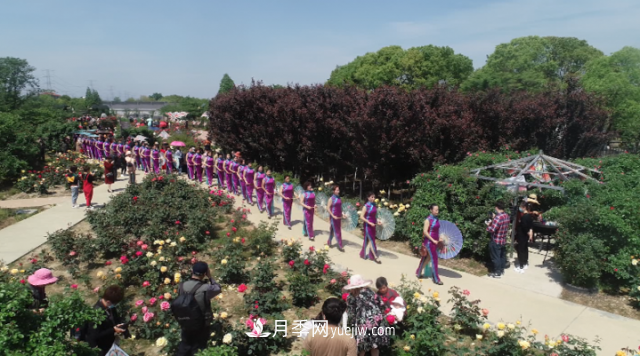 浙江長(zhǎng)興萬(wàn)余株月季花海迎風(fēng)開(圖3)
