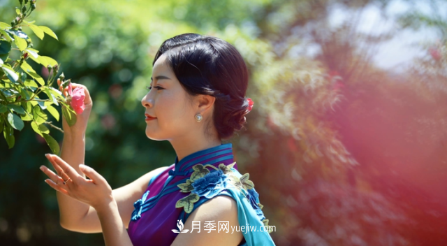 浙江長(zhǎng)興萬(wàn)余株月季花海迎風(fēng)開(圖2)