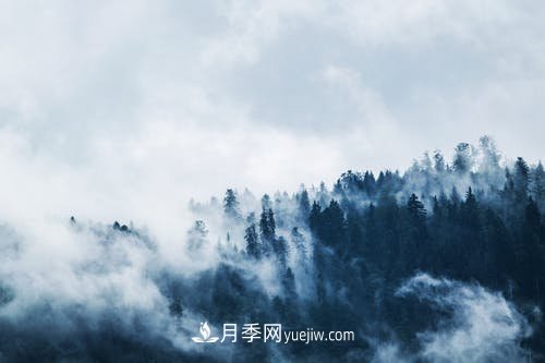 園林月季苗木冬季養(yǎng)護(hù)工作要注意哪些問題？(圖1)
