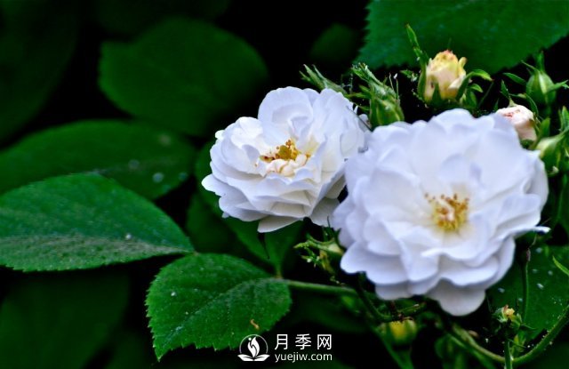 月季、薔薇開花還“結(jié)果”，微型月季盆栽放陽臺，1年開花300天(圖5)