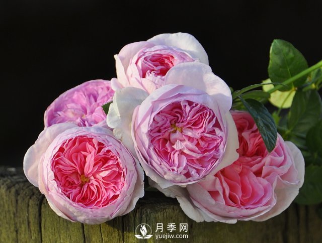 月季、薔薇開花還“結(jié)果”，微型月季盆栽放陽臺，1年開花300天(圖1)