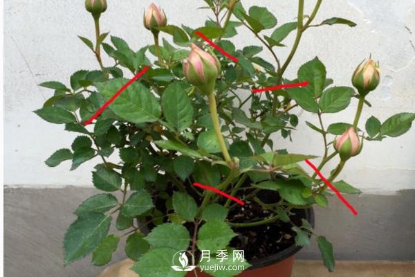 月季、薔薇開花還“結(jié)果”，微型月季盆栽放陽臺，1年開花300天(圖2)