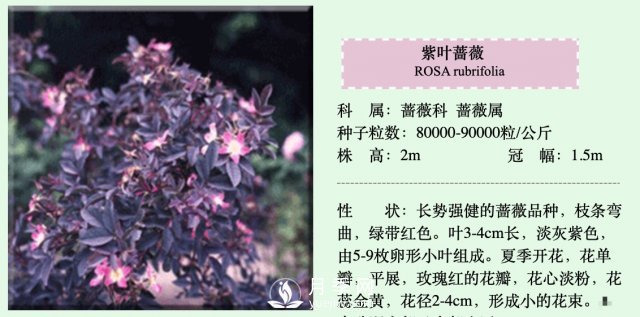 月季、薔薇開花還“結(jié)果”，微型月季盆栽放陽臺，1年開花300天(圖4)
