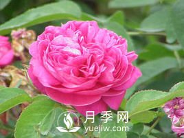 月季、薔薇開花還“結(jié)果”，微型月季盆栽放陽臺，1年開花300天(圖3)