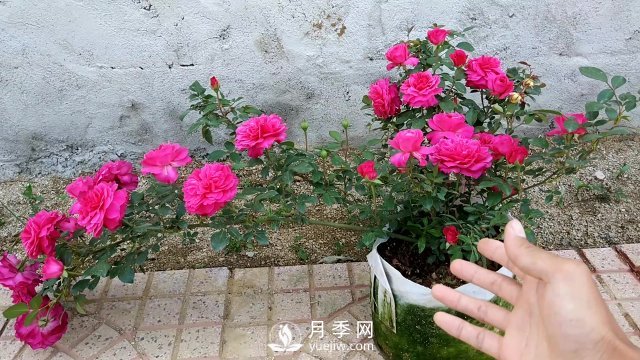 月季、薔薇開花還“結(jié)果”，微型月季盆栽放陽臺，1年開花300天(圖7)