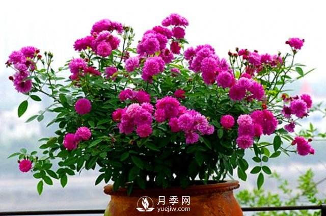 月季、薔薇開花還“結(jié)果”，微型月季盆栽放陽臺，1年開花300天(圖6)