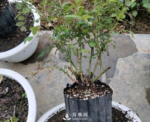 薔薇根嫁接的月季會長粗筍嗎？粗筍的位置從哪里長出來(圖1)