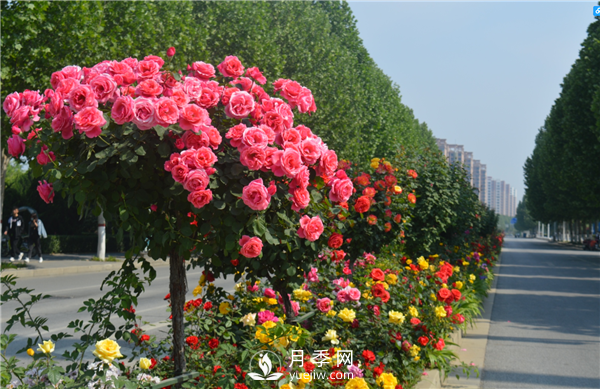 月季樹高貴典雅、花型花色多樣(圖3)