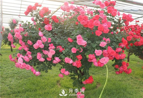 月季樹高貴典雅、花型花色多樣(圖1)