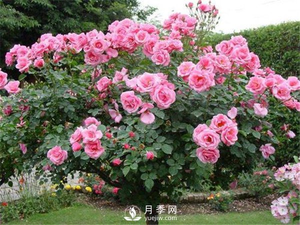 月季樹高貴典雅、花型花色多樣(圖2)