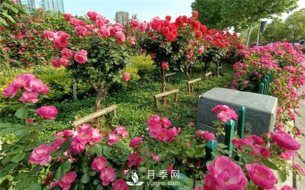 中原月季的物候四個時期(圖3)