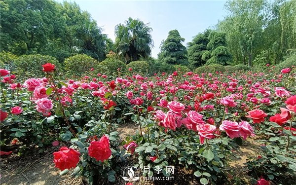中原月季的物候四個時期(圖2)