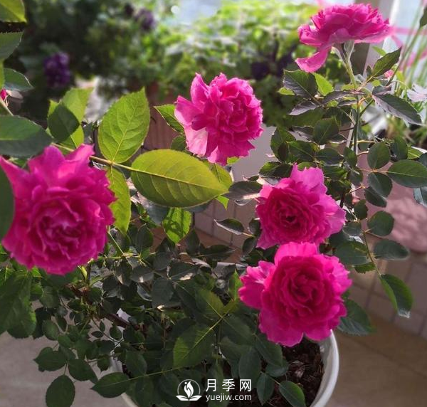初春養(yǎng)月季，做好這幾點至關(guān)重要。(圖3)