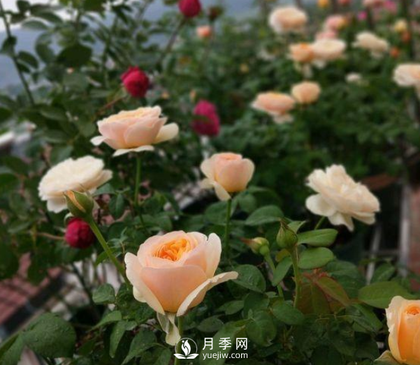 初春養(yǎng)月季，做好這幾點至關(guān)重要。(圖1)