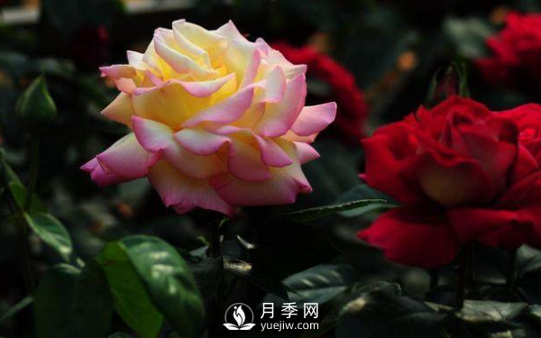 初春養(yǎng)月季，做好這幾點至關(guān)重要。(圖2)