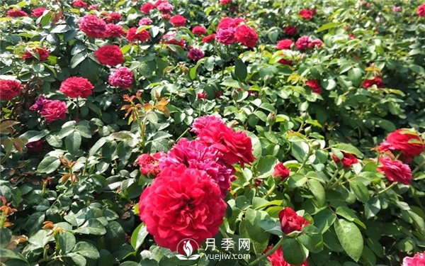 南陽(yáng)月季扦插苗和嫁接苗的區(qū)別(圖3)