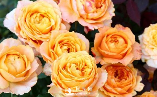 要想盆栽月季花養(yǎng)得好，做好這5點(diǎn)很實(shí)用(圖2)
