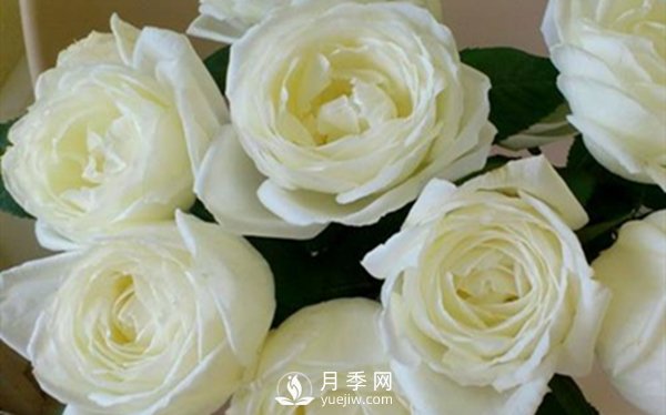 要想盆栽月季花養(yǎng)得好，做好這5點(diǎn)很實(shí)用(圖3)