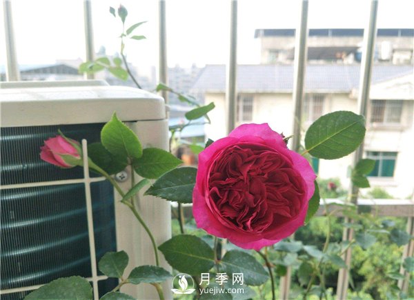 秋日胭脂月季，推薦特別香的切花月季(圖1)