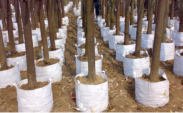 月季植樹(shù)袋美植袋耐用嗎？壽命多久？(圖1)