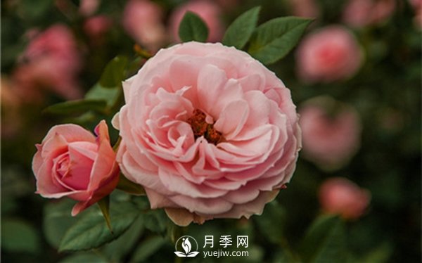 月季花怎么種植，做好這幾點準(zhǔn)沒錯！(圖2)
