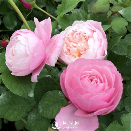 令人少女心爆棚的羽毛月季，南方人就愛她(圖1)
