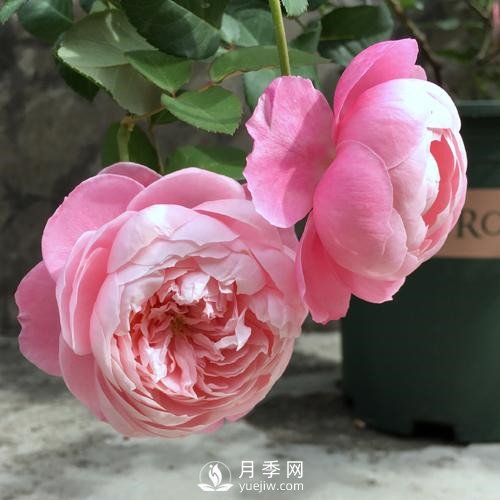 令人少女心爆棚的羽毛月季，南方人就愛她(圖3)