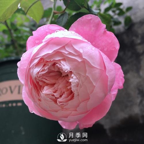 令人少女心爆棚的羽毛月季，南方人就愛她(圖2)