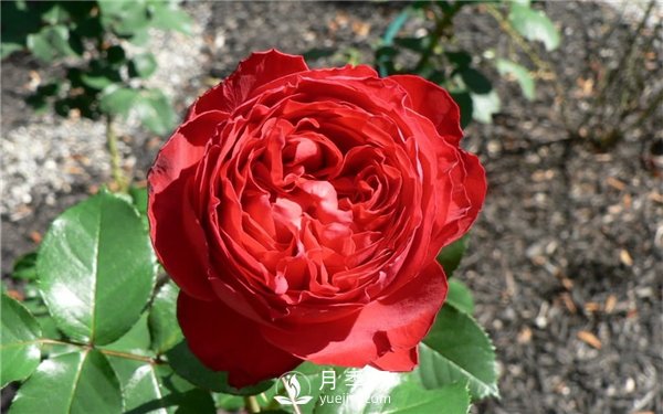 茶花女月季，值得推薦的切花月季(圖3)
