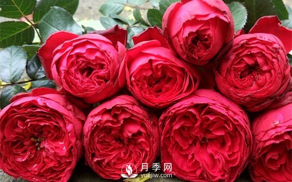 茶花女月季，值得推薦的切花月季(圖1)