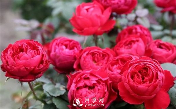 茶花女月季，值得推薦的切花月季(圖2)